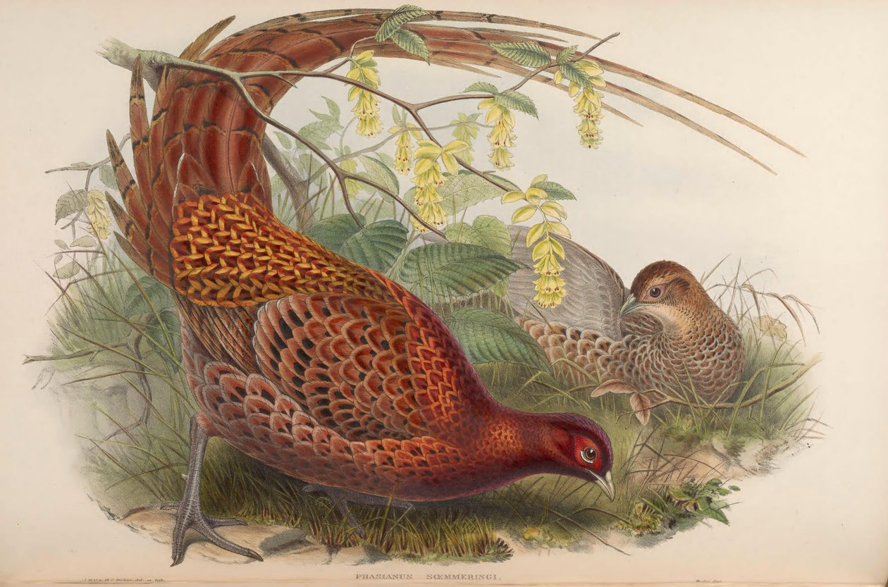 Phasianus soemmeringii = Syrmaticus soemmerringii alkotó: John Gould
