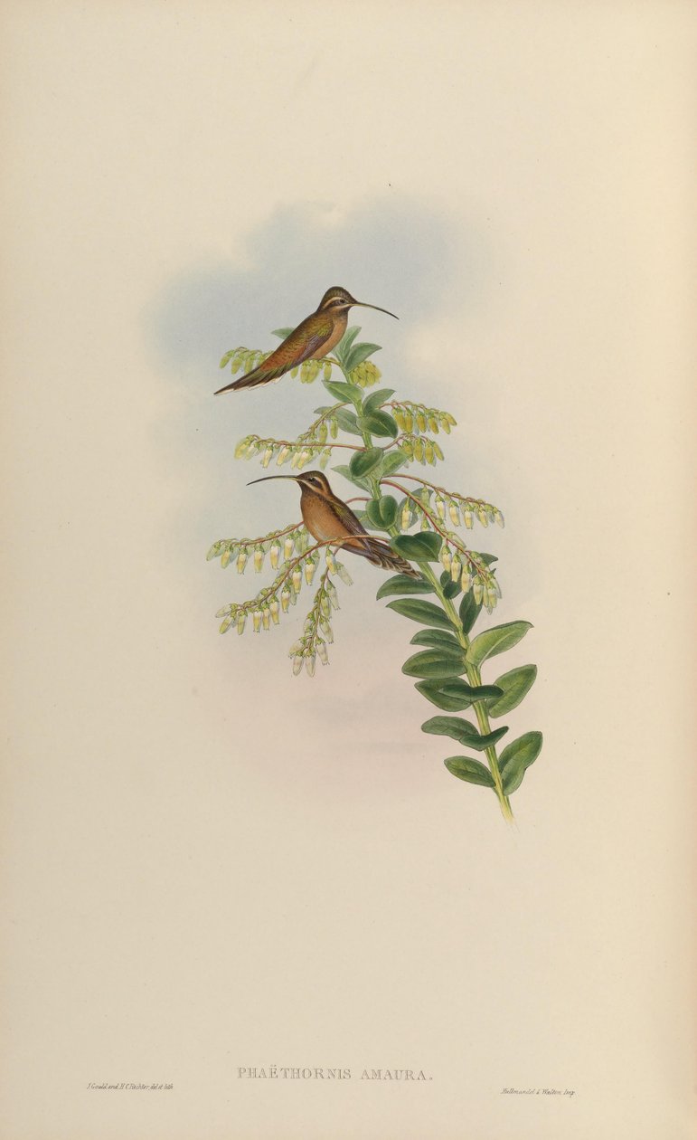 Phaëthornis amaura = Phaethornis striigularis striigularis alkotó: John Gould
