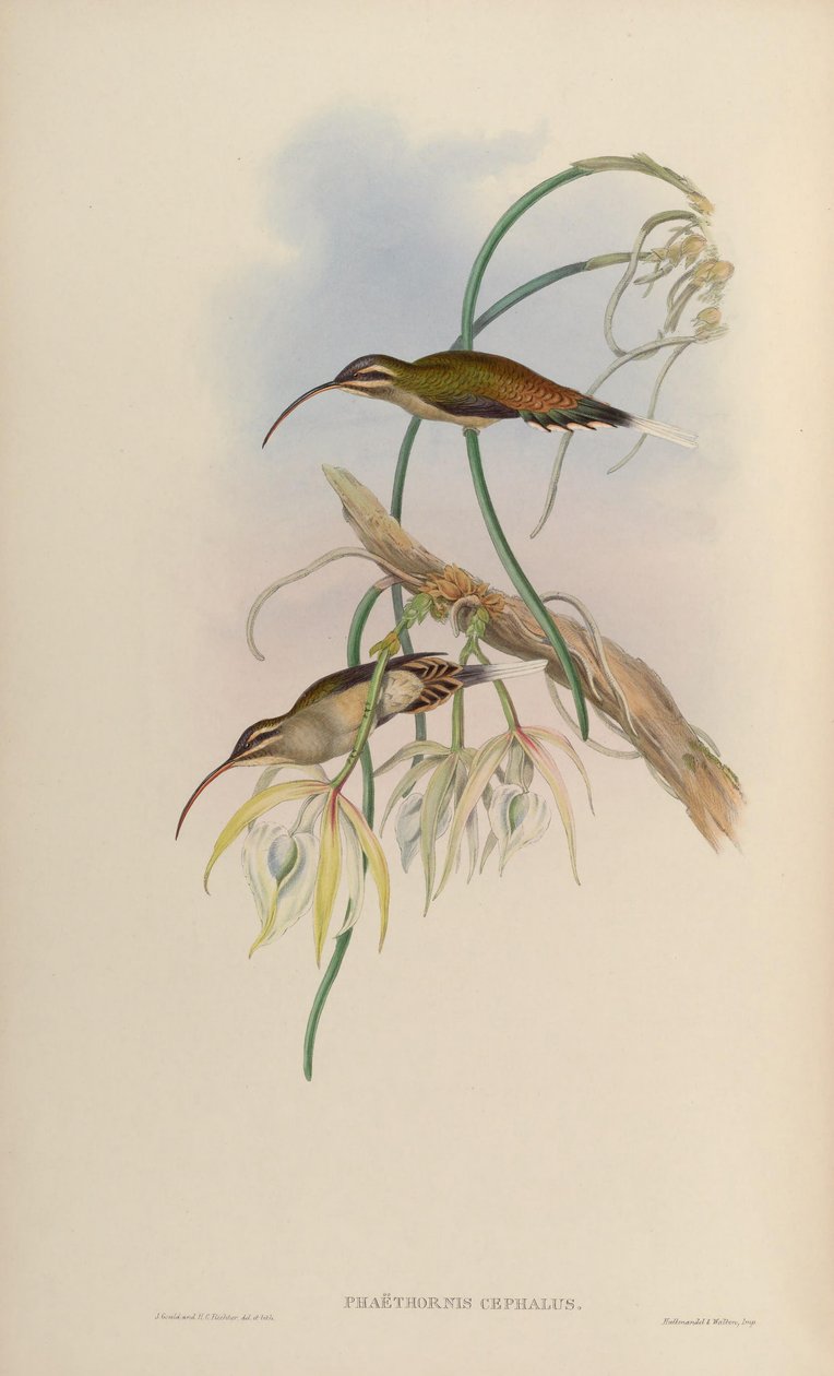 Phaëthornis cephalus = Phaethornis longirostris longirostris alkotó: John Gould