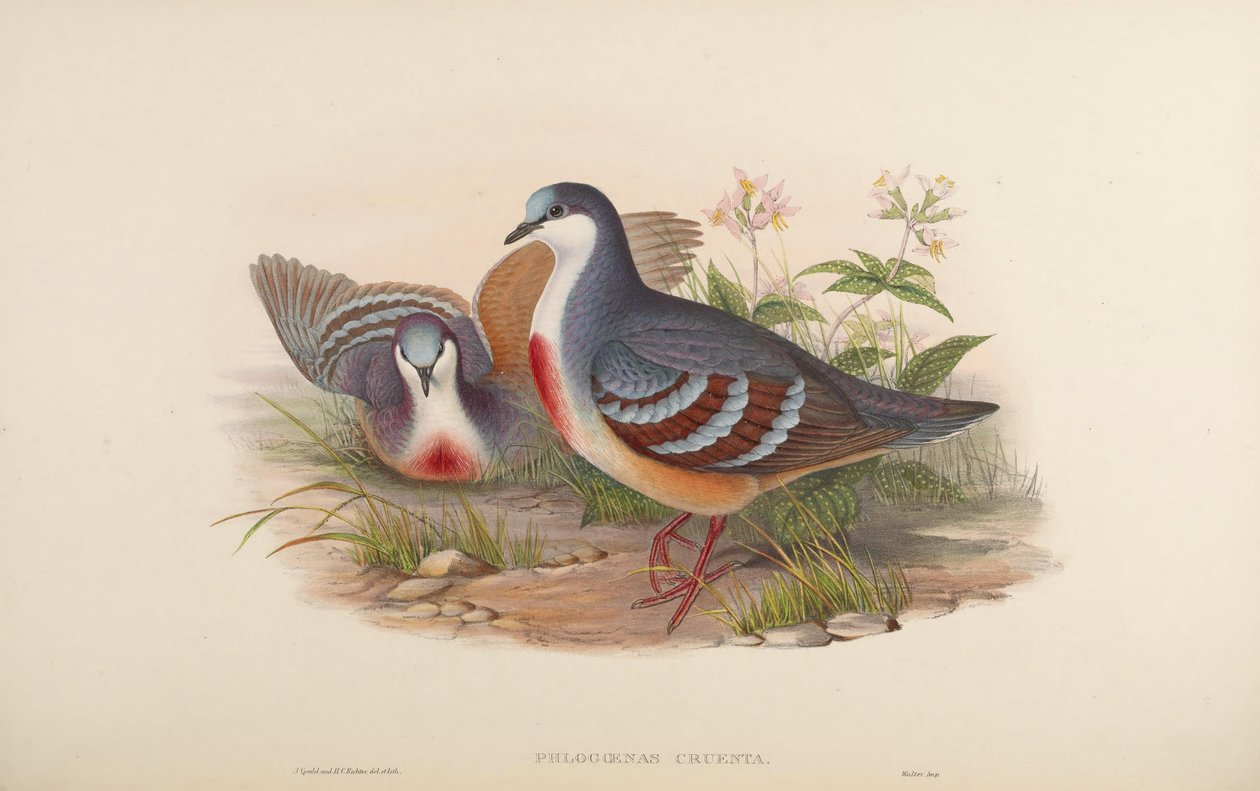 Phlogoenas cruenta = Gallicolumba luzonica alkotó: John Gould