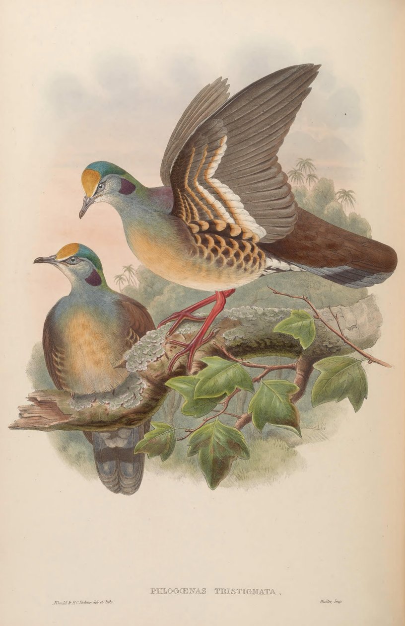 Phlogoenas sadgma = Galliumba alkotó: John Gould