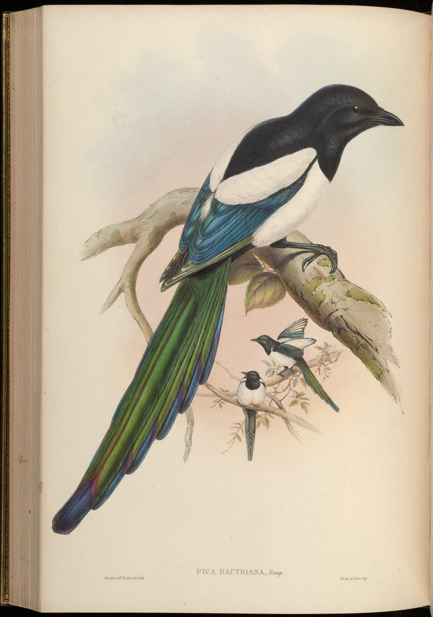 Pica bactriana = Pica pica baktria alkotó: John Gould