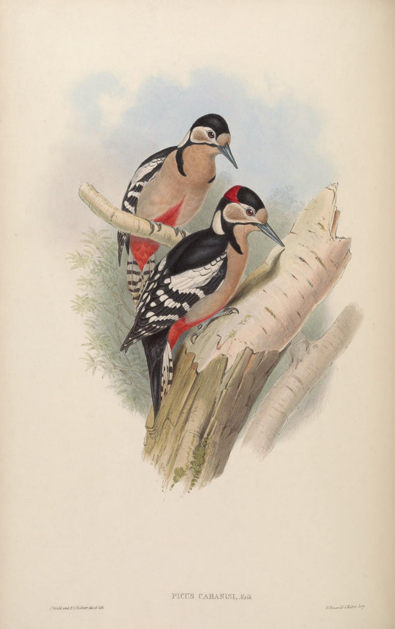 Picus cabanisi = Dendrocopos major cabanisi alkotó: John Gould
