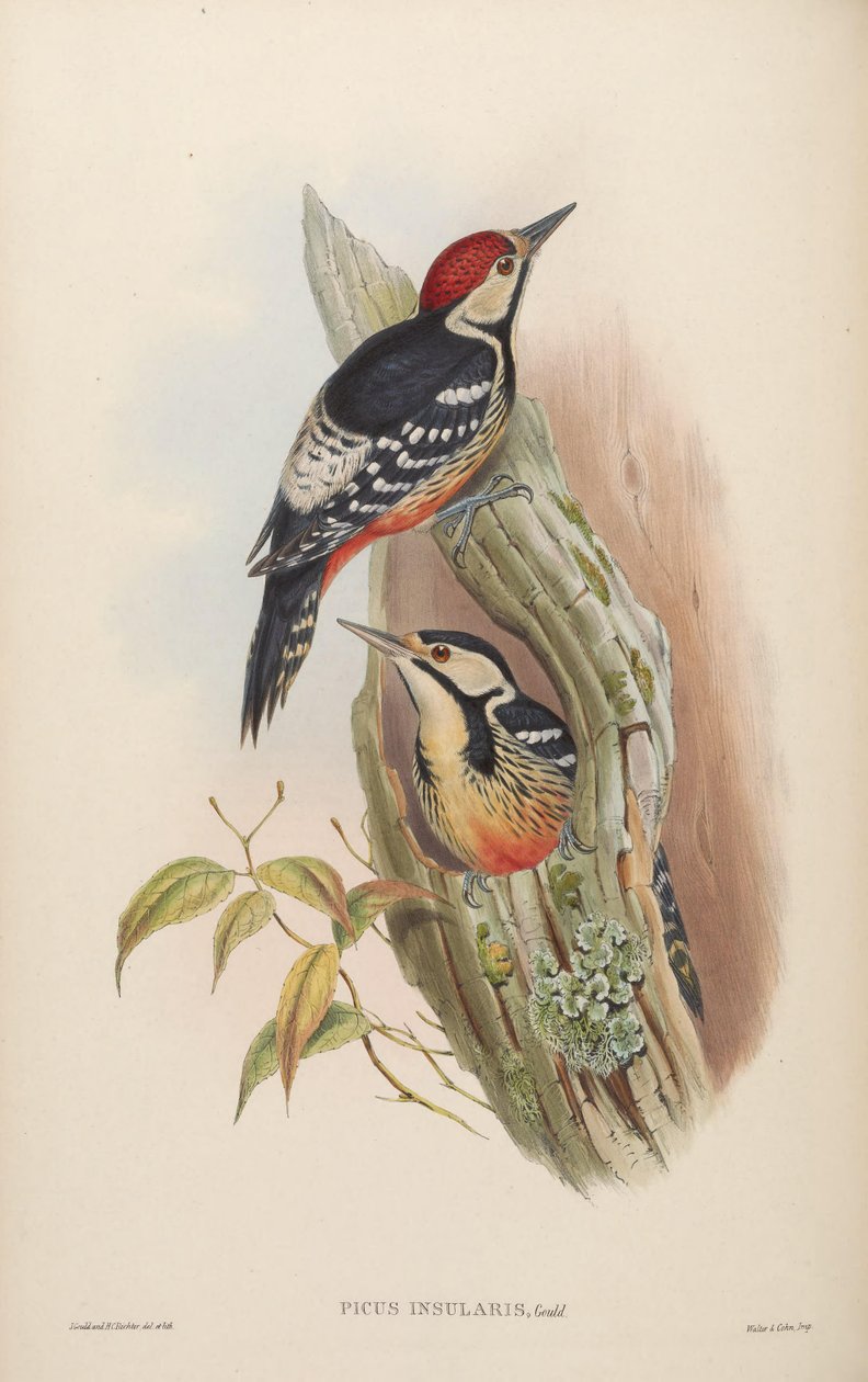 Picus insularis Gould, 1863 = Dendrocopos leucotos insularis. Tajvan alkotó: John Gould