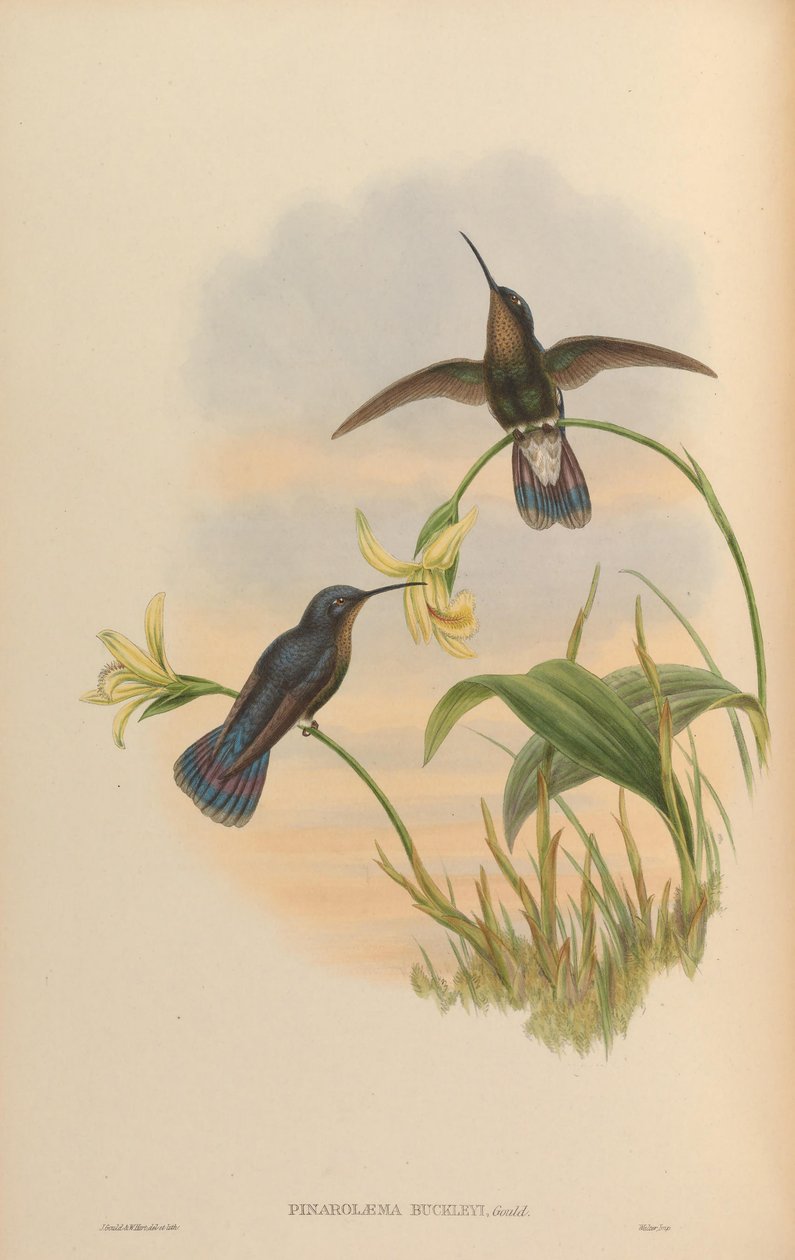Pinarolaema buckleyi = Colibri villog alkotó: John Gould