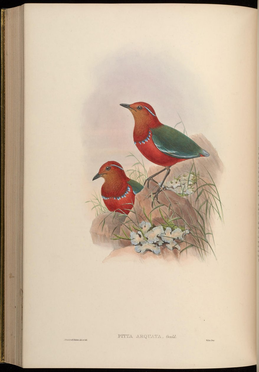Pitta arquata = Erythropitta arquata alkotó: John Gould