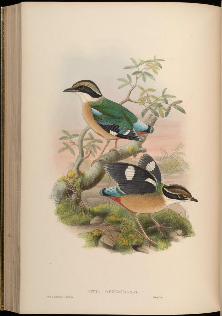 Pitta bengalensis = Pitta brachyura alkotó: John Gould