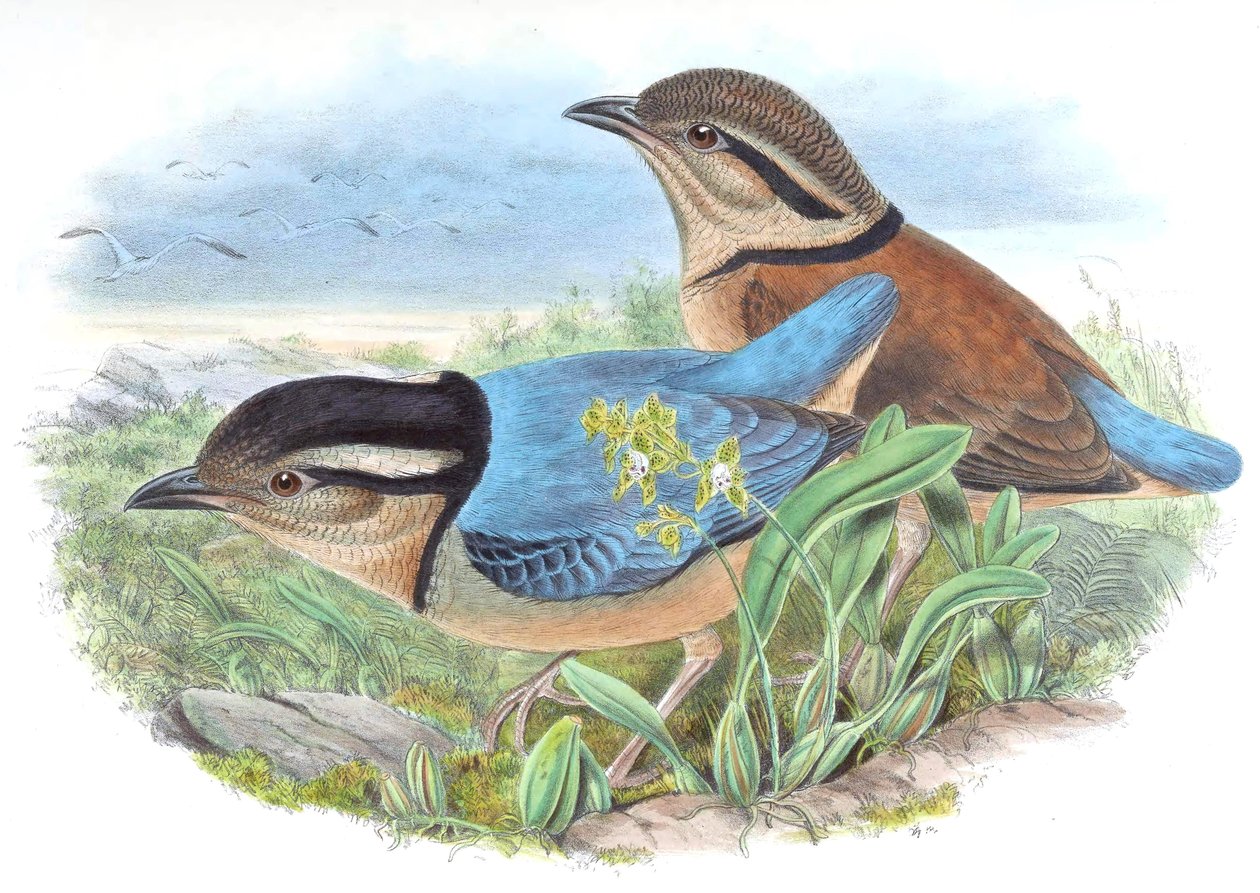 Pitta caerulea = Hydrornis caeruleus alkotó: John Gould
