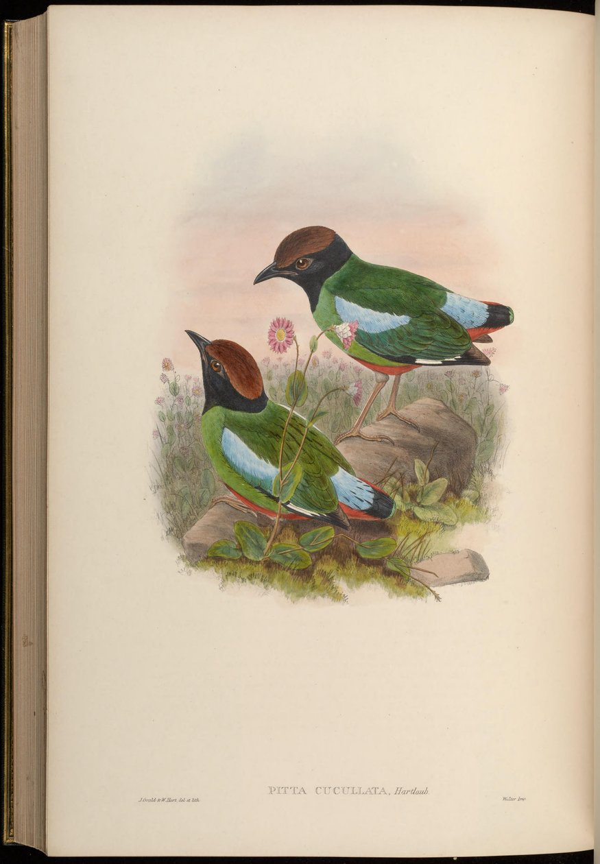 Pitta cucullata = Pitta sordida cucullata alkotó: John Gould