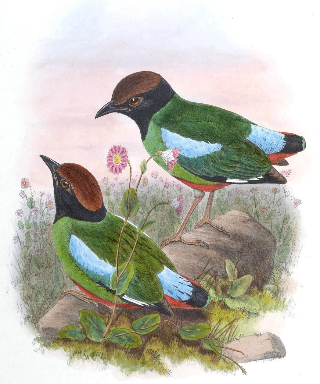 Pitta cucullata = Pitta sordida cucullata alkotó: John Gould