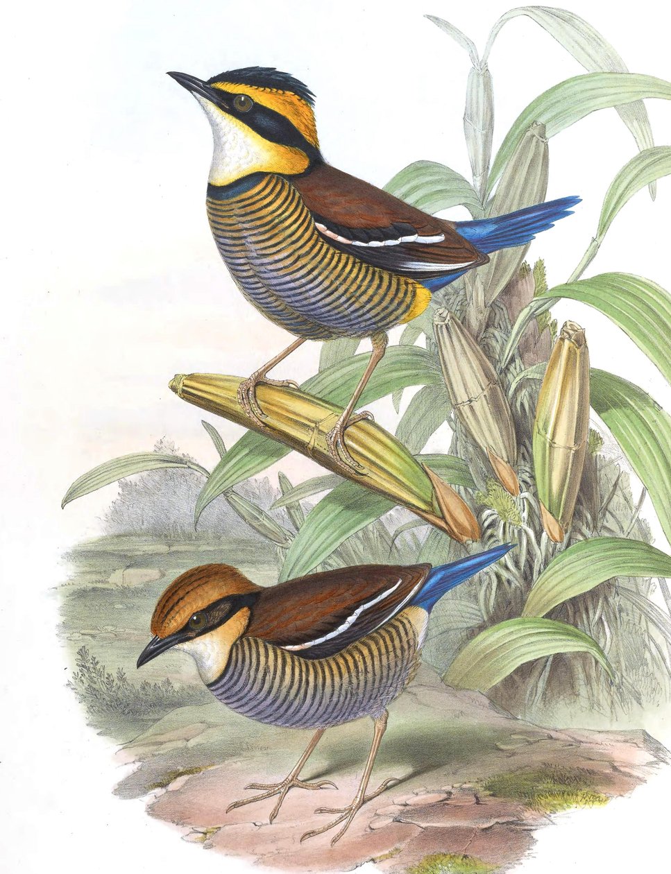 Pitta cyanura = Hydrornis (guajana) guajana alkotó: John Gould