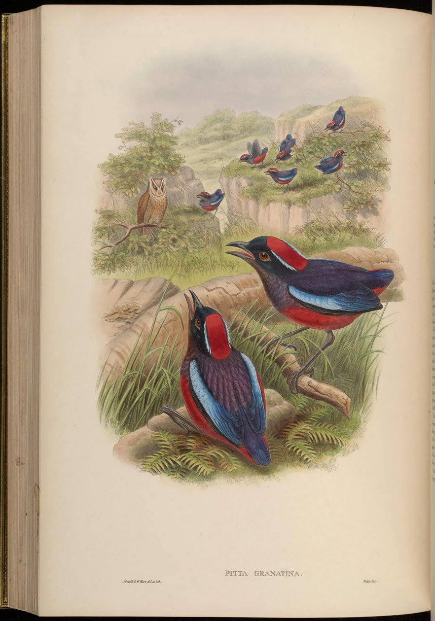 Pitta granatina = Erythropitta granatina granatina alkotó: John Gould