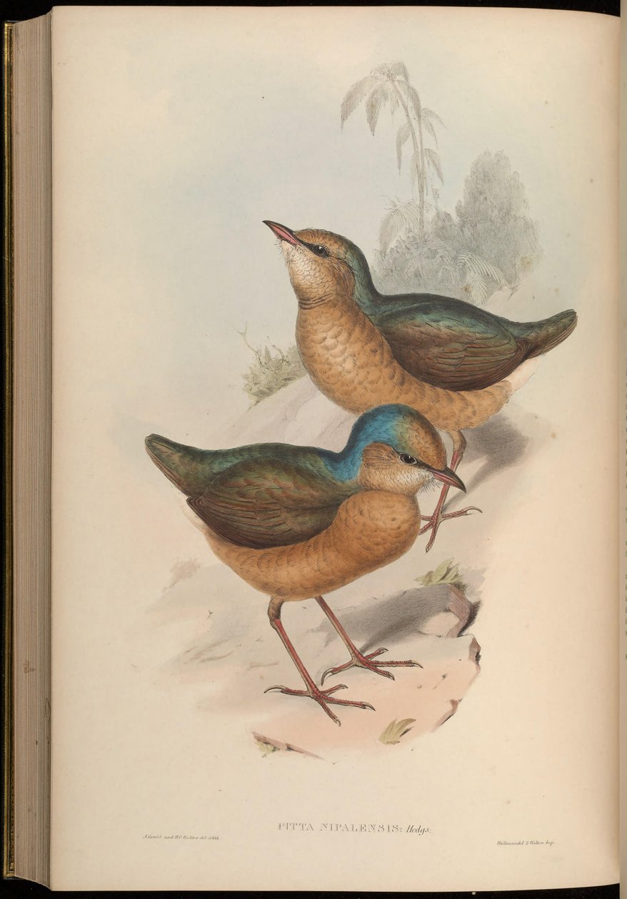 Pitta nipalensis = Hydrornis nipalensis alkotó: John Gould