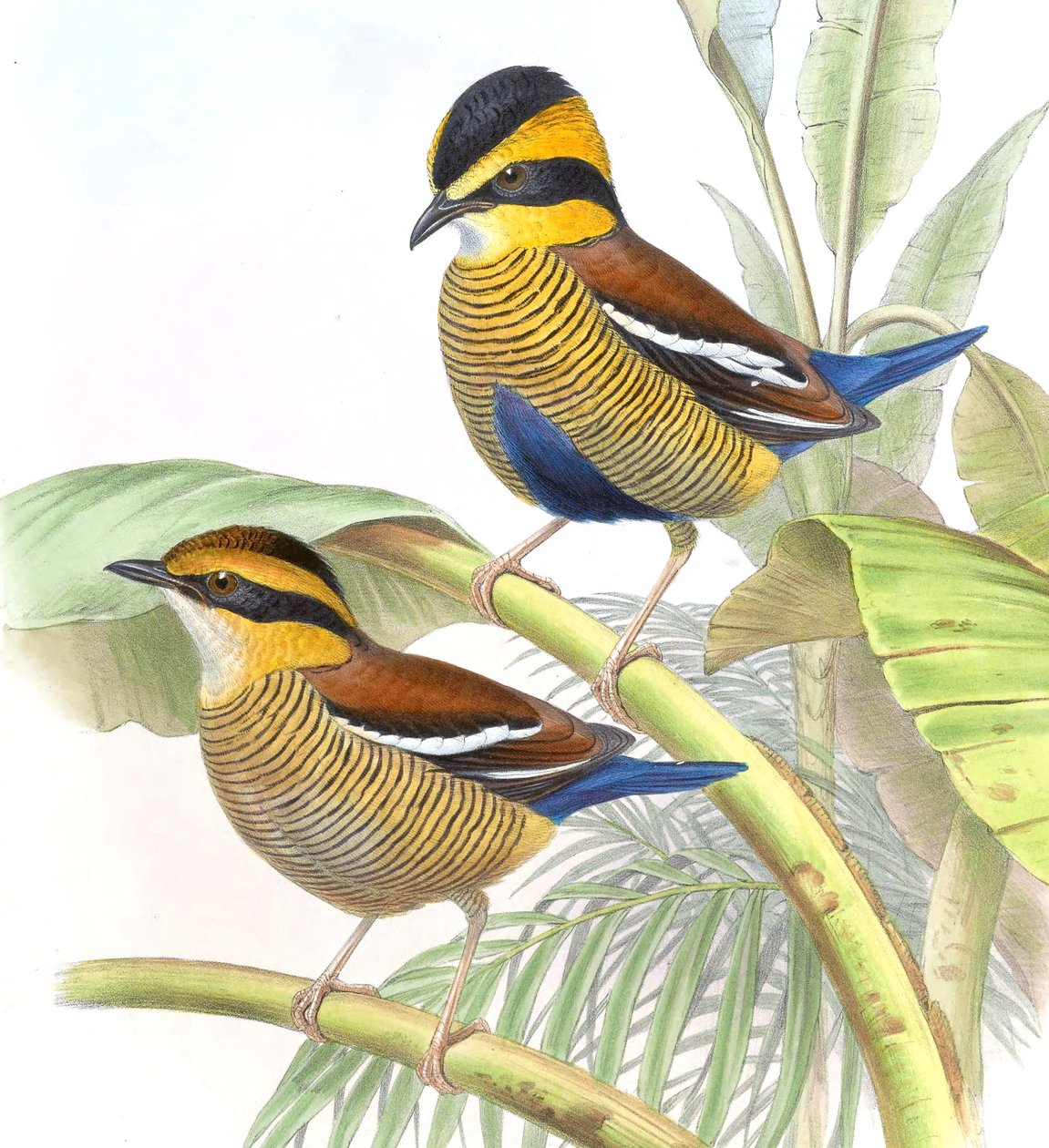 Pitta schwaneri = Hydrornis schwaneri alkotó: John Gould