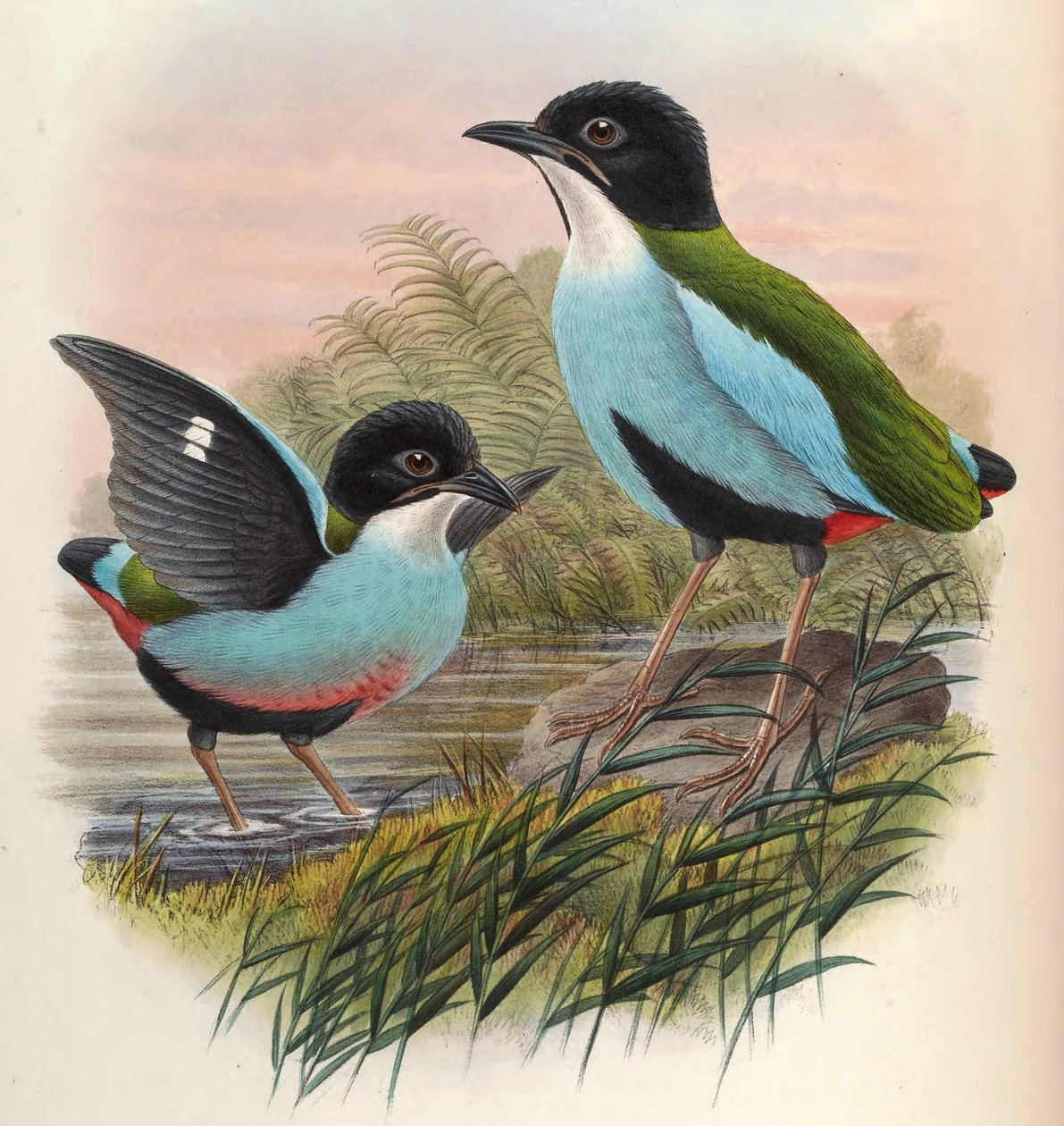 Pitta steerii alkotó: John Gould
