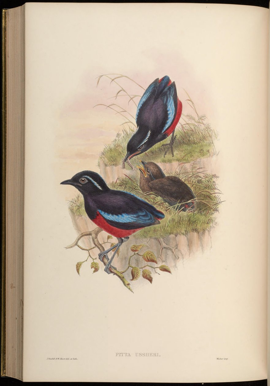 Pitta ussheri = Erythropitta ussheri alkotó: John Gould
