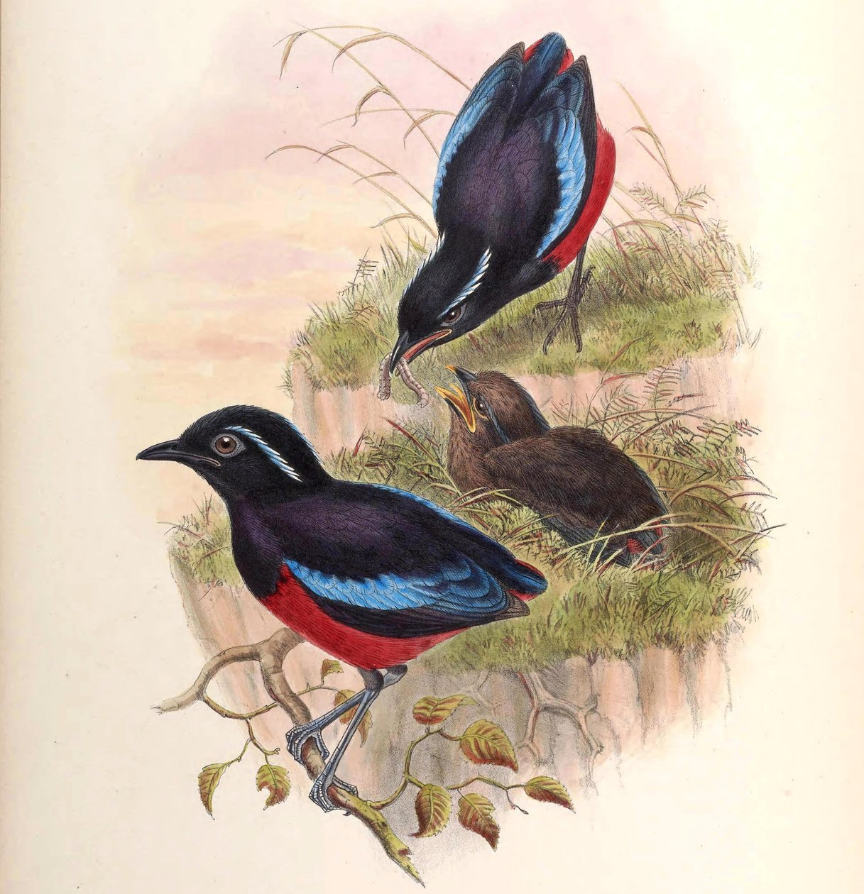 Pitta ussheri = Erythropitta ussheri alkotó: John Gould