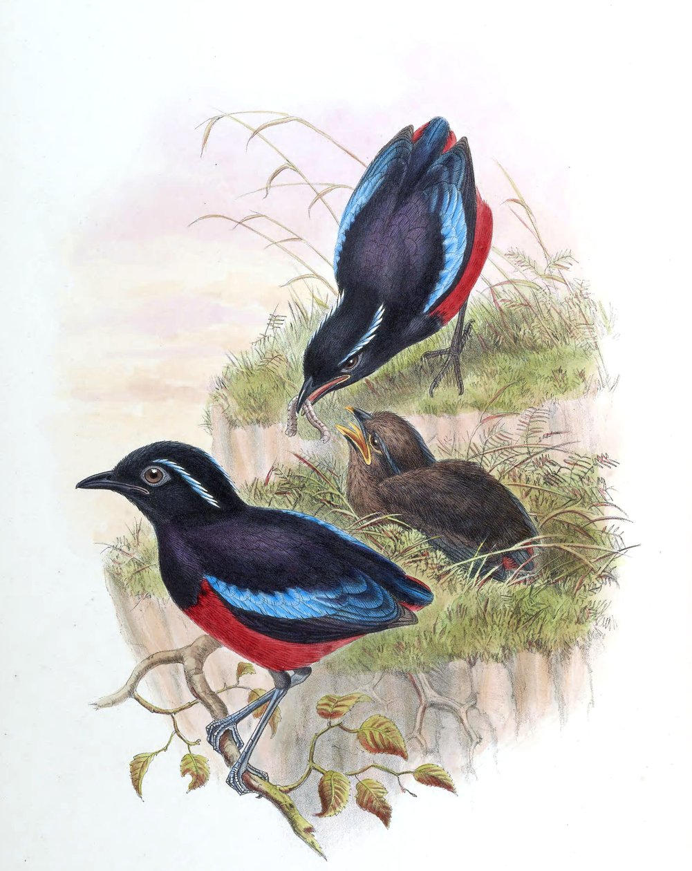 Pitta ussheri = Erythropitta ussheri alkotó: John Gould