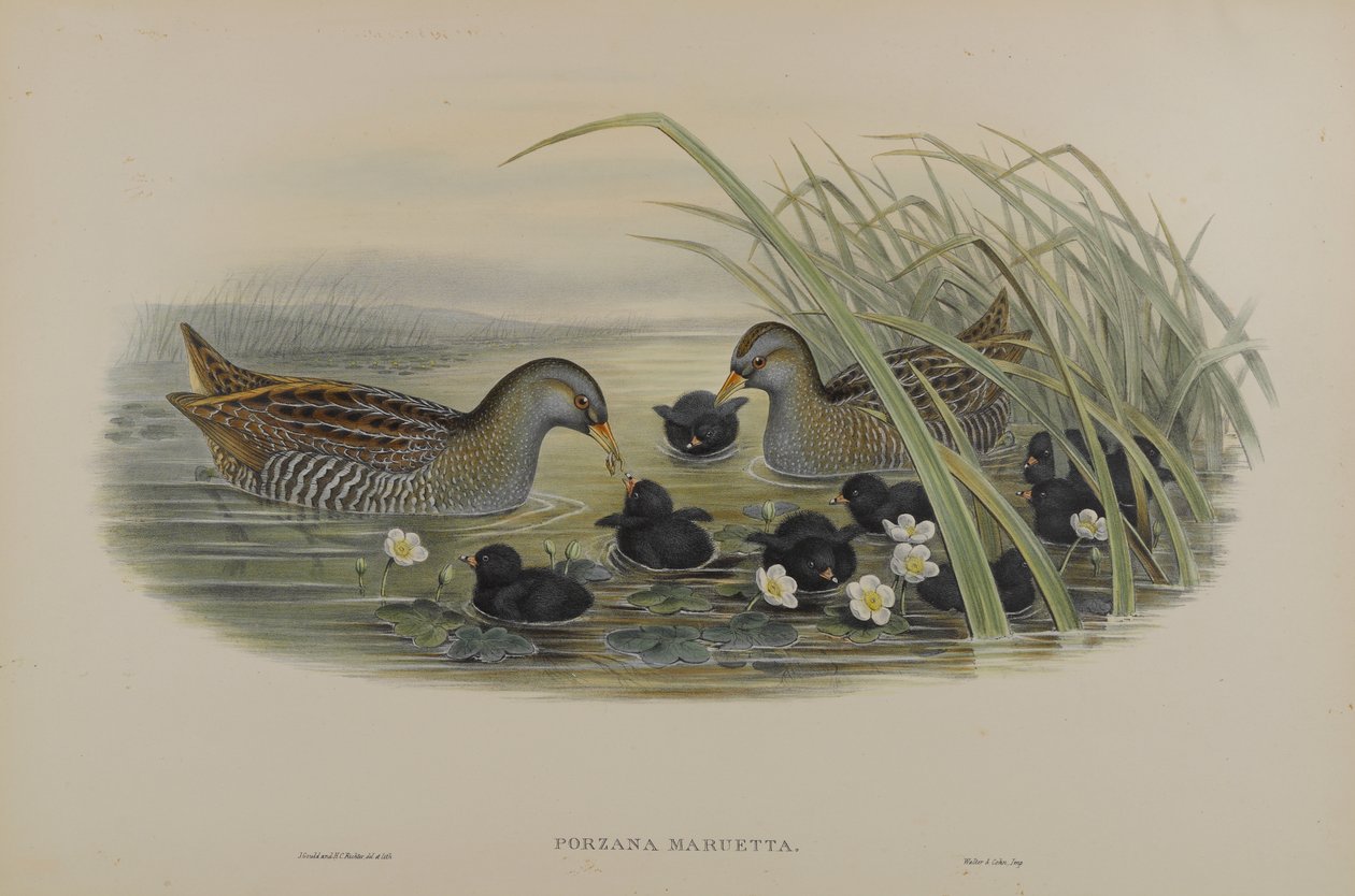 Porzana Maruetta - Foltos daru alkotó: John Gould