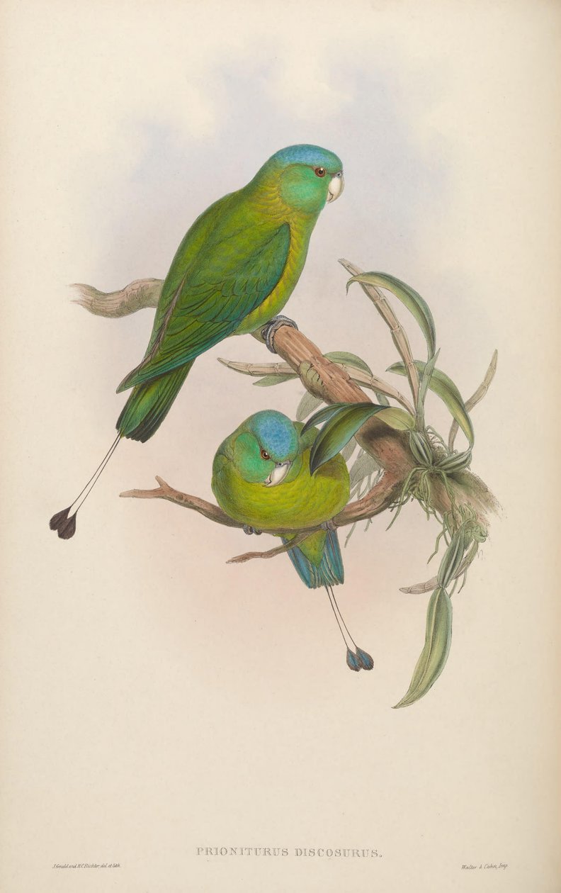 Prioniurus discurus alkotó: John Gould