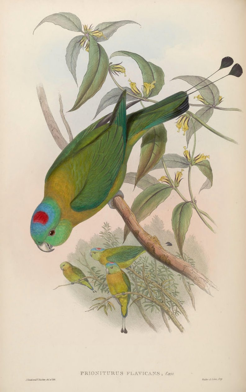 Prioniurus flavicans alkotó: John Gould