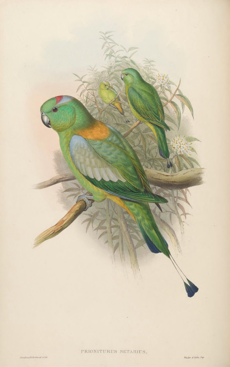 Prioniurus setarius = Prioniturus platus alkotó: John Gould