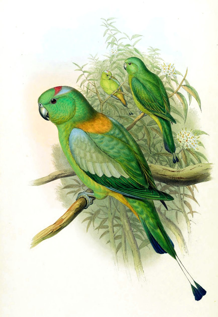 Prioniurus setarius = Prioniturus platus alkotó: John Gould