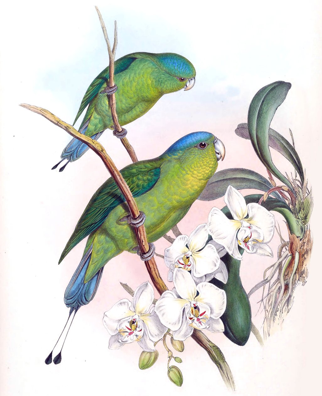 Prioniurus spatuliger = Prioniurus discurus alkotó: John Gould