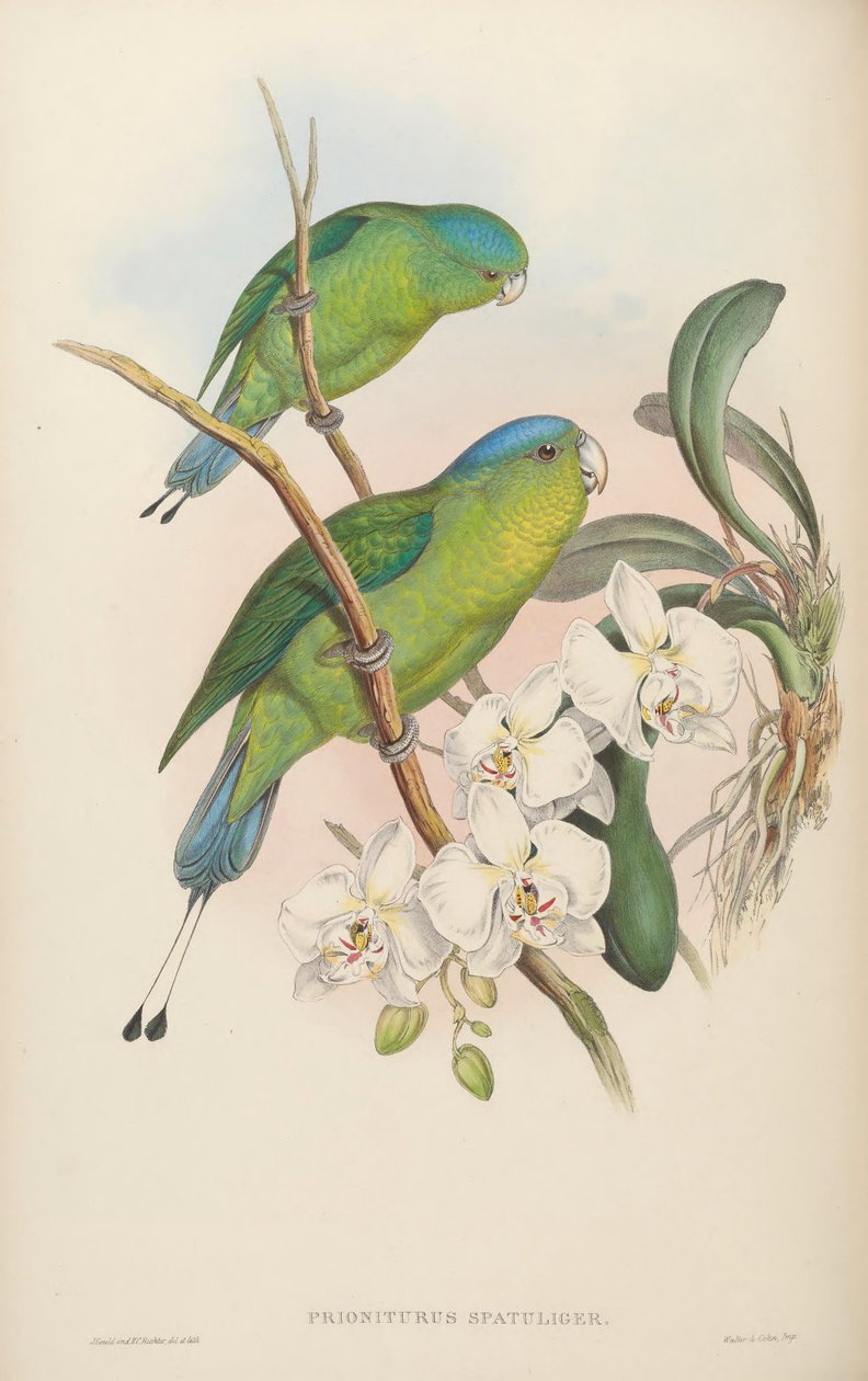 Prioniurus spatuliger = Prioniurus discurus alkotó: John Gould