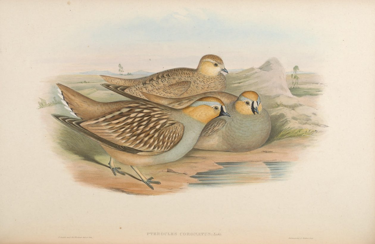Pterocles coronatus alkotó: John Gould