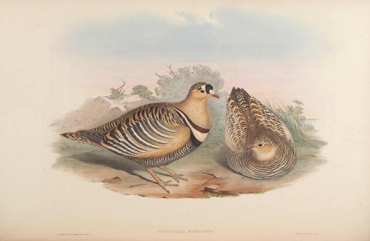 Pterocles fasciatus = Pterocles indicus alkotó: John Gould