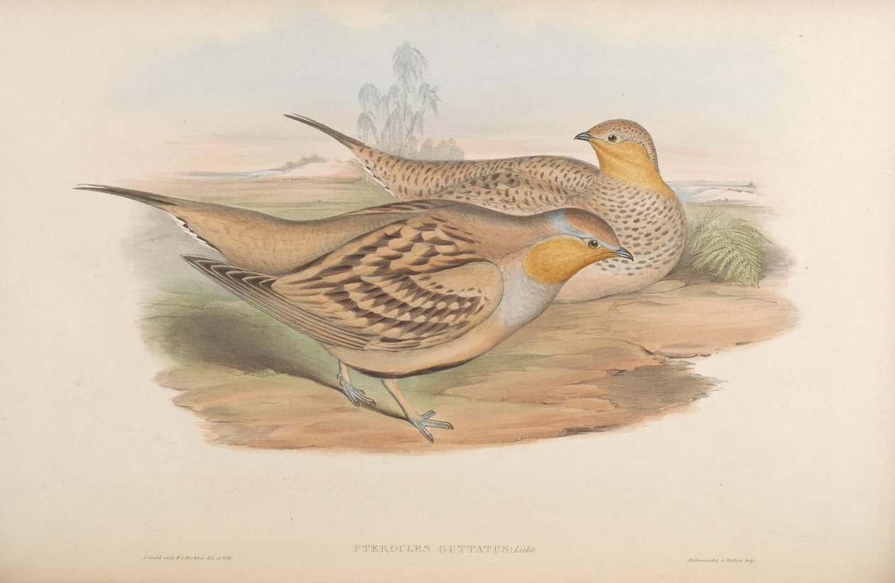 Pterocles guttatus = Pterocles senegallus alkotó: John Gould