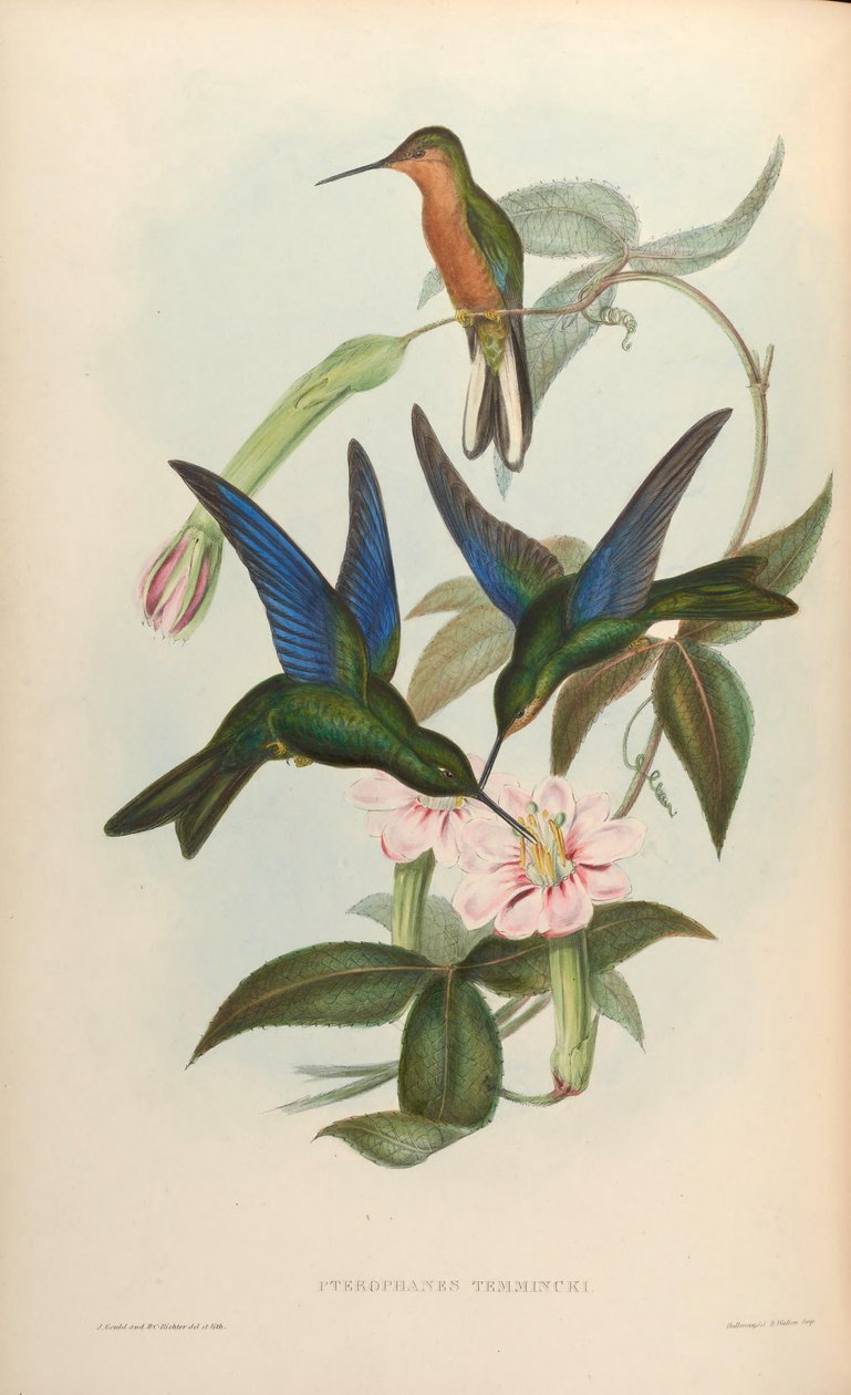Pterophanes temmincki = Pterophanes cyanopterus alkotó: John Gould