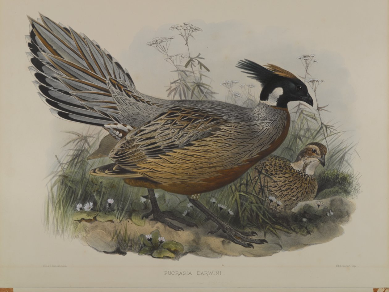 Pucrasia Darwini alkotó: John Gould