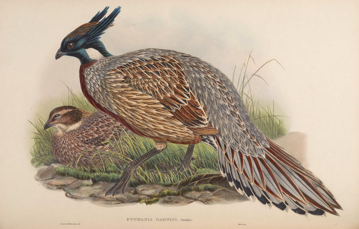 Pucrasia darwini = Pucrasia macrolopha darwini alkotó: John Gould