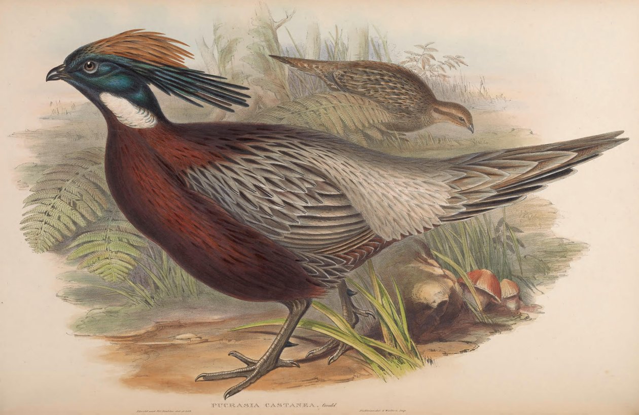 Pucrasia macrolopha alkotó: John Gould