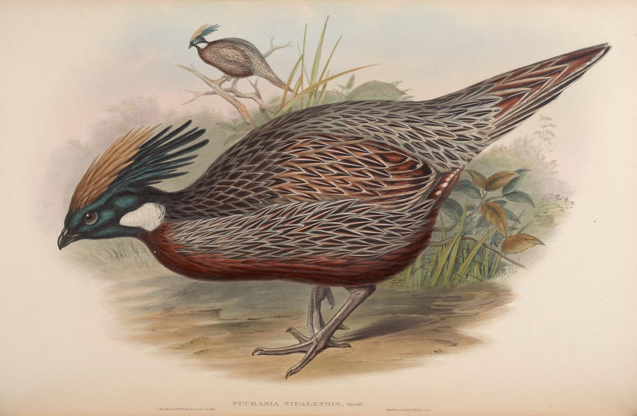 Pucrasia nipalensis = Pucrasia macrolopha nipalensis alkotó: John Gould