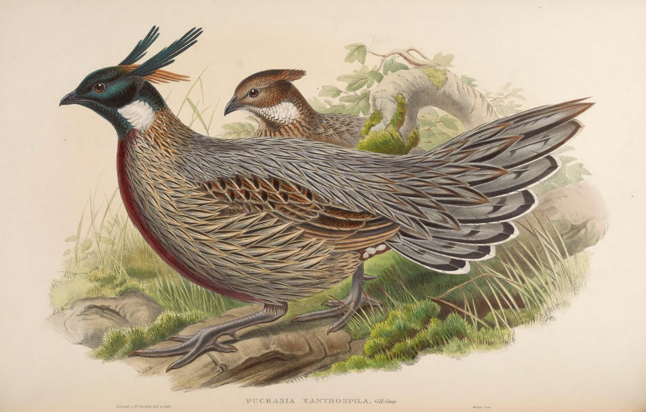 Pucrasia xanthospila = Pucrasia macrolopha xanthospila alkotó: John Gould