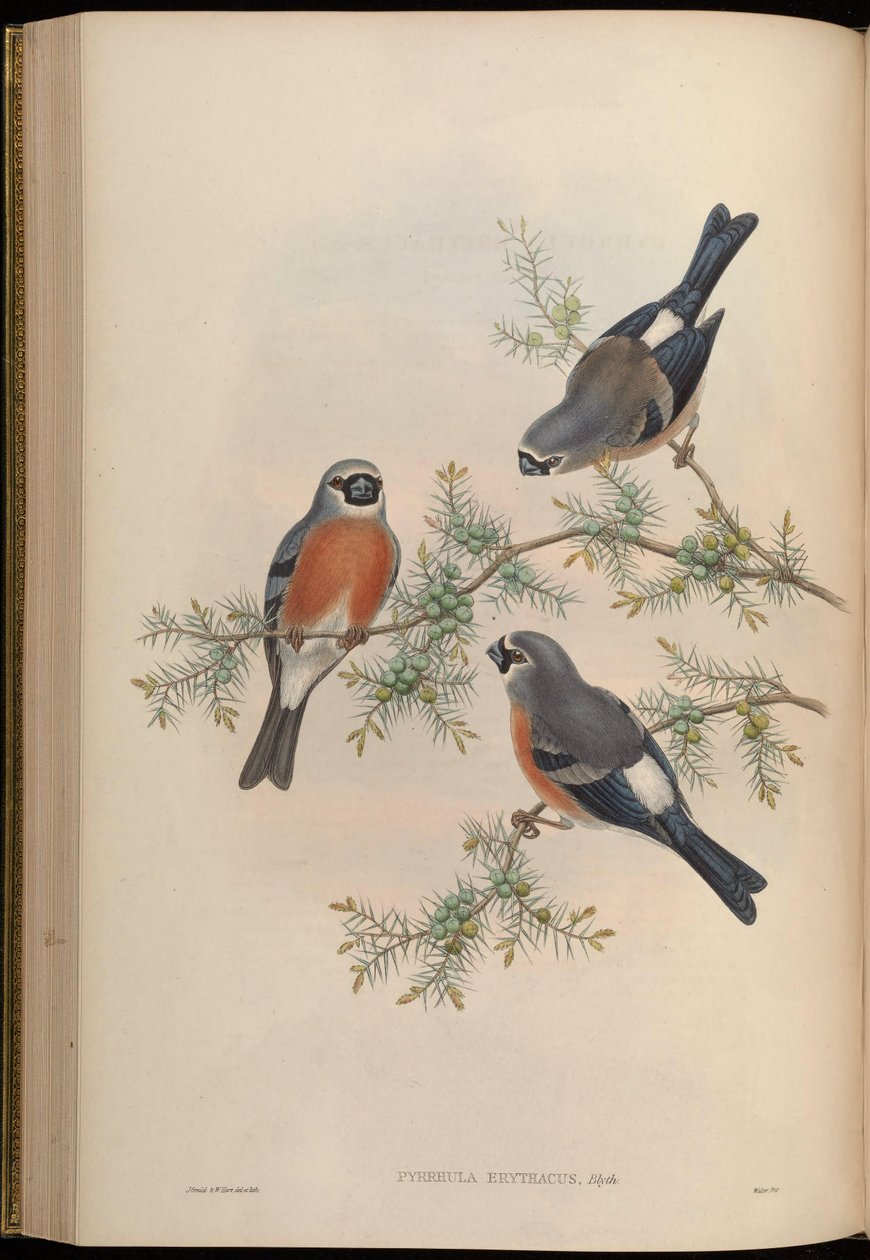 Pyrrhula erithacus alkotó: John Gould