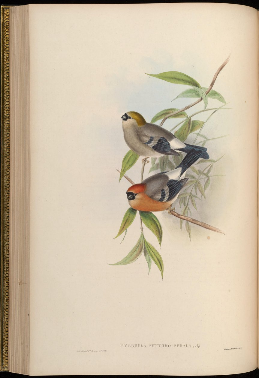 Pyrrhula erythrocephala alkotó: John Gould