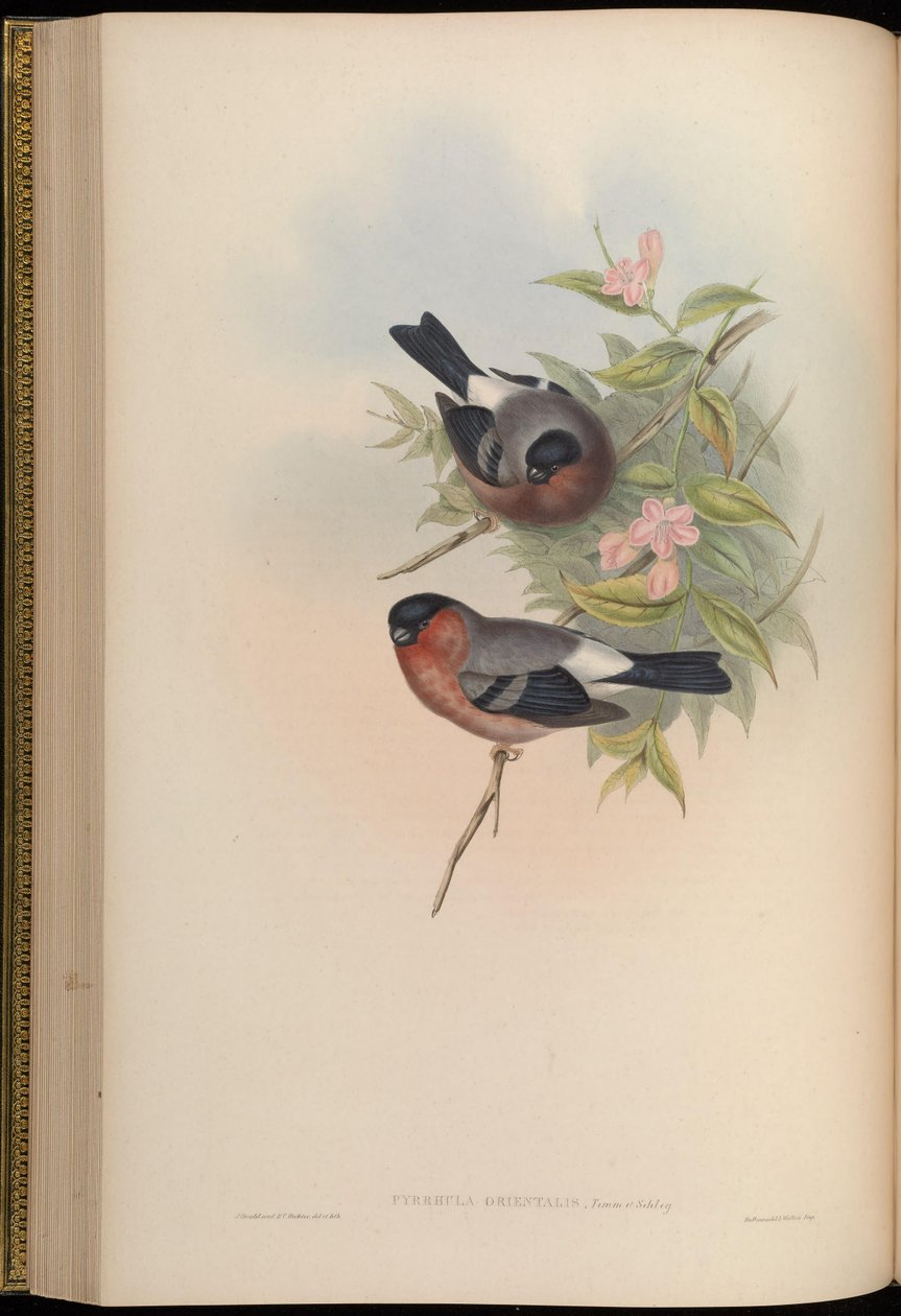 Pyrrhula orientalis = Pyrrhula pyrrhula rosacea alkotó: John Gould