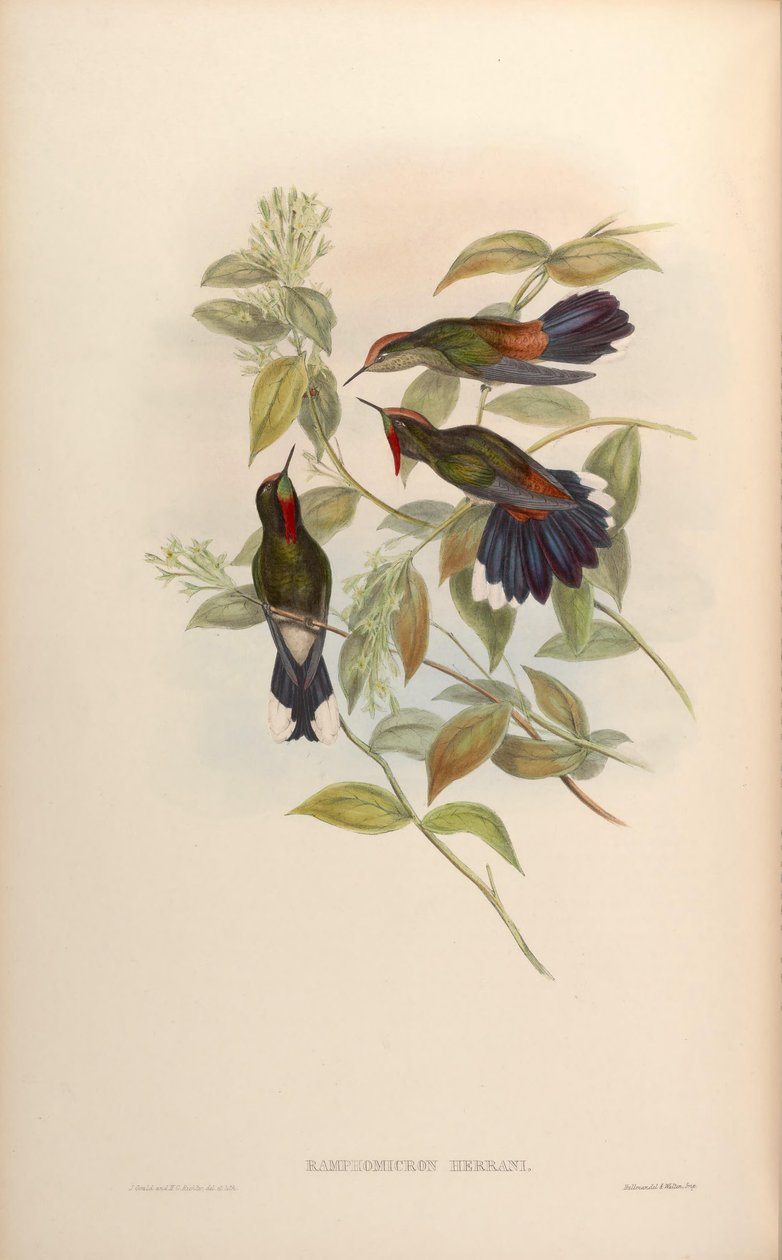 Ramphomicron herrani = Chalcostigma herrani alkotó: John Gould