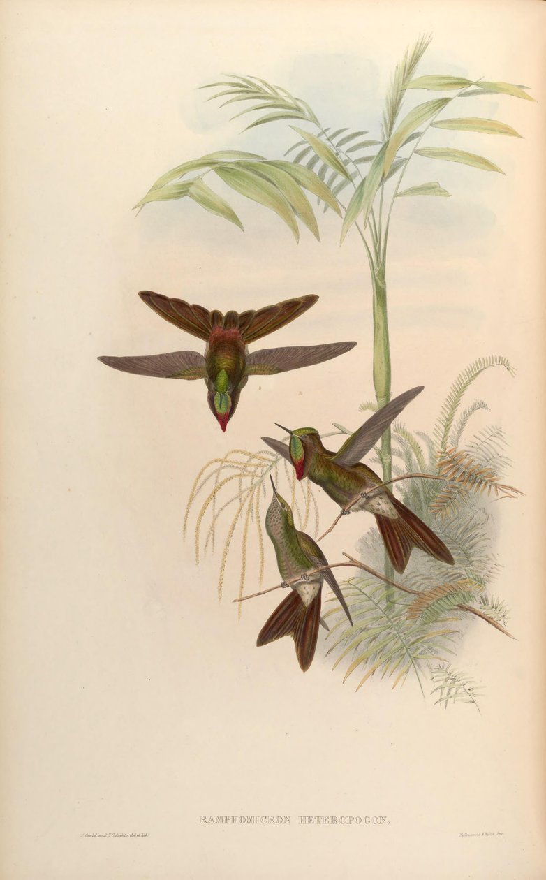 Ramphomicron heteropogon = Chalcostigma heteropogon alkotó: John Gould