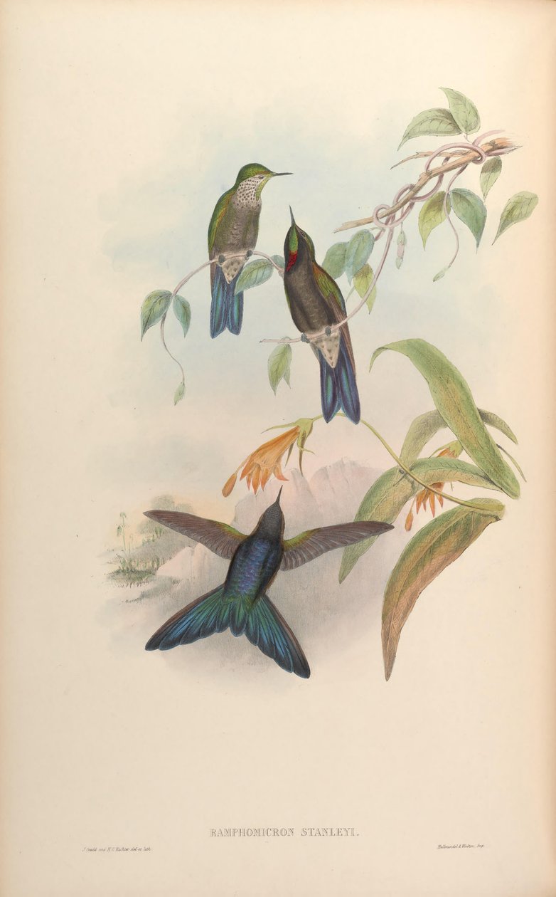 Ramphomicron stanleyi = Chalcostigma stanleyi alkotó: John Gould