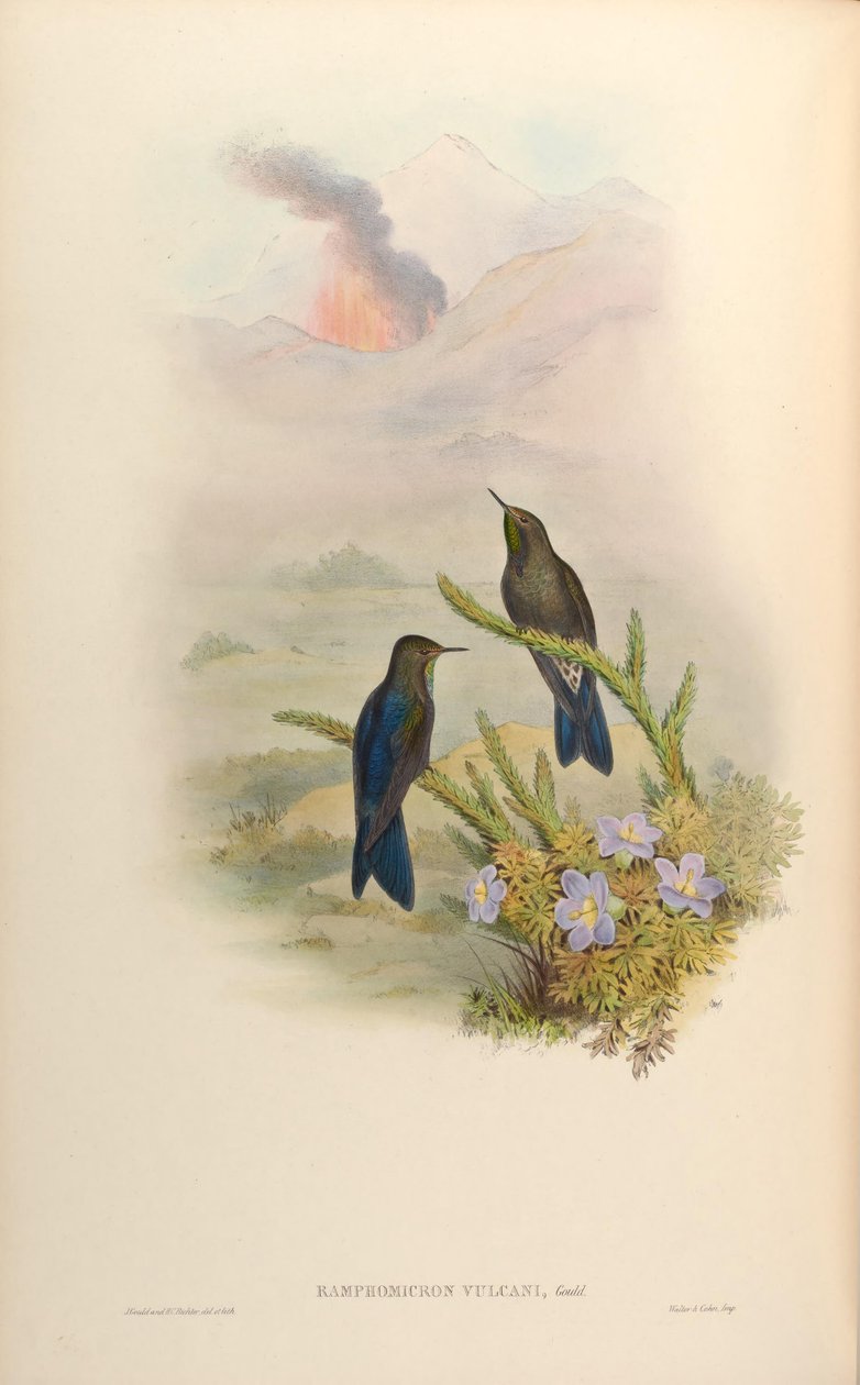 Ramphomicron vulkánok = Chalcostigma stanleyi vulkánok alkotó: John Gould