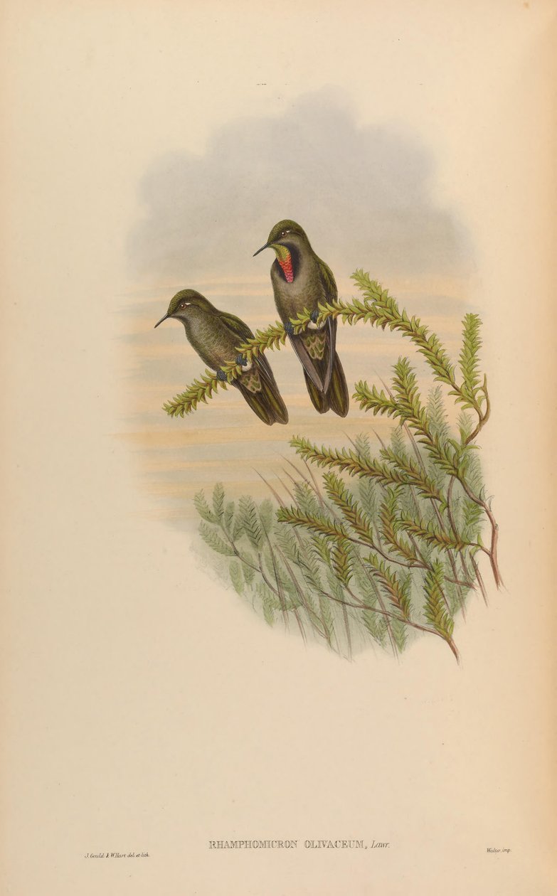 Rhamphomicron olivaceum = Chalcostigma olivaceum alkotó: John Gould