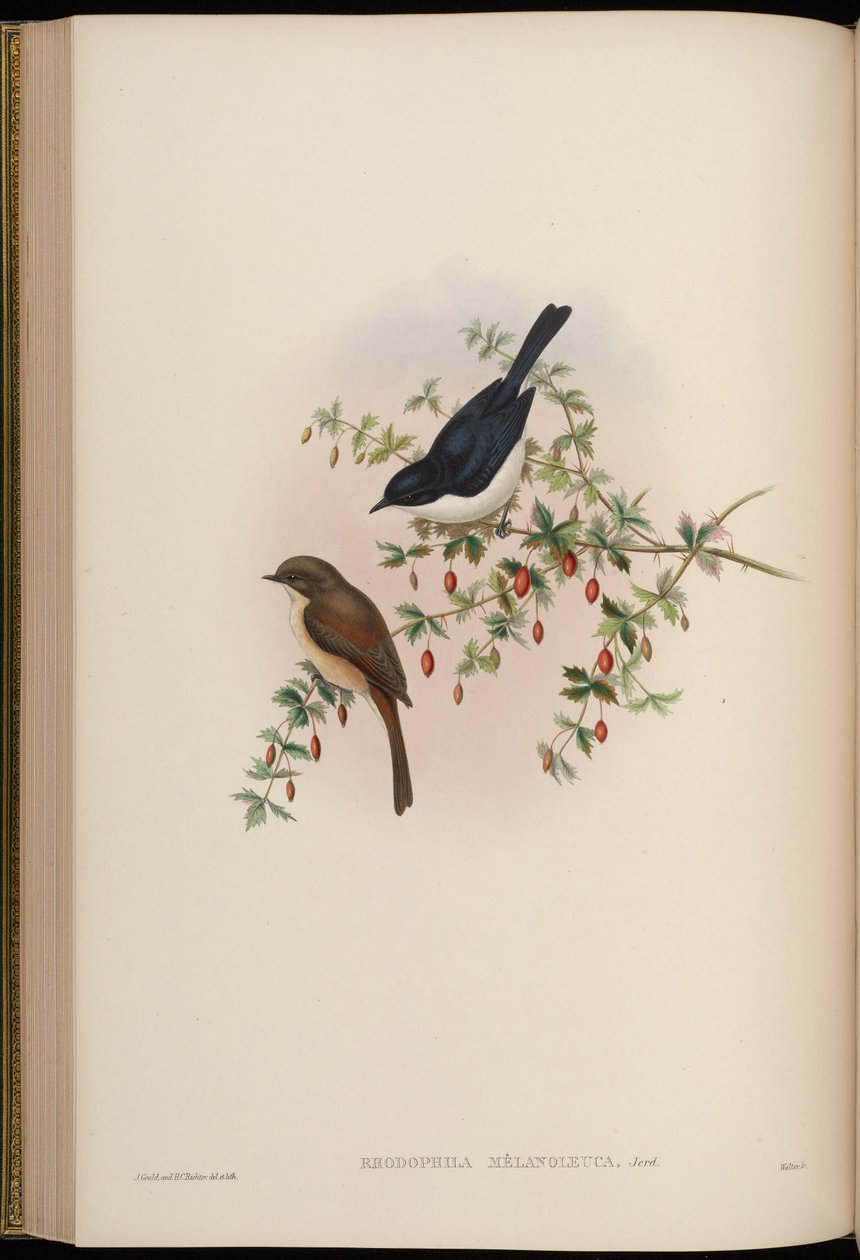 Rhodophila melanoleuca = Saxicola jerdoni ref alkotó: John Gould