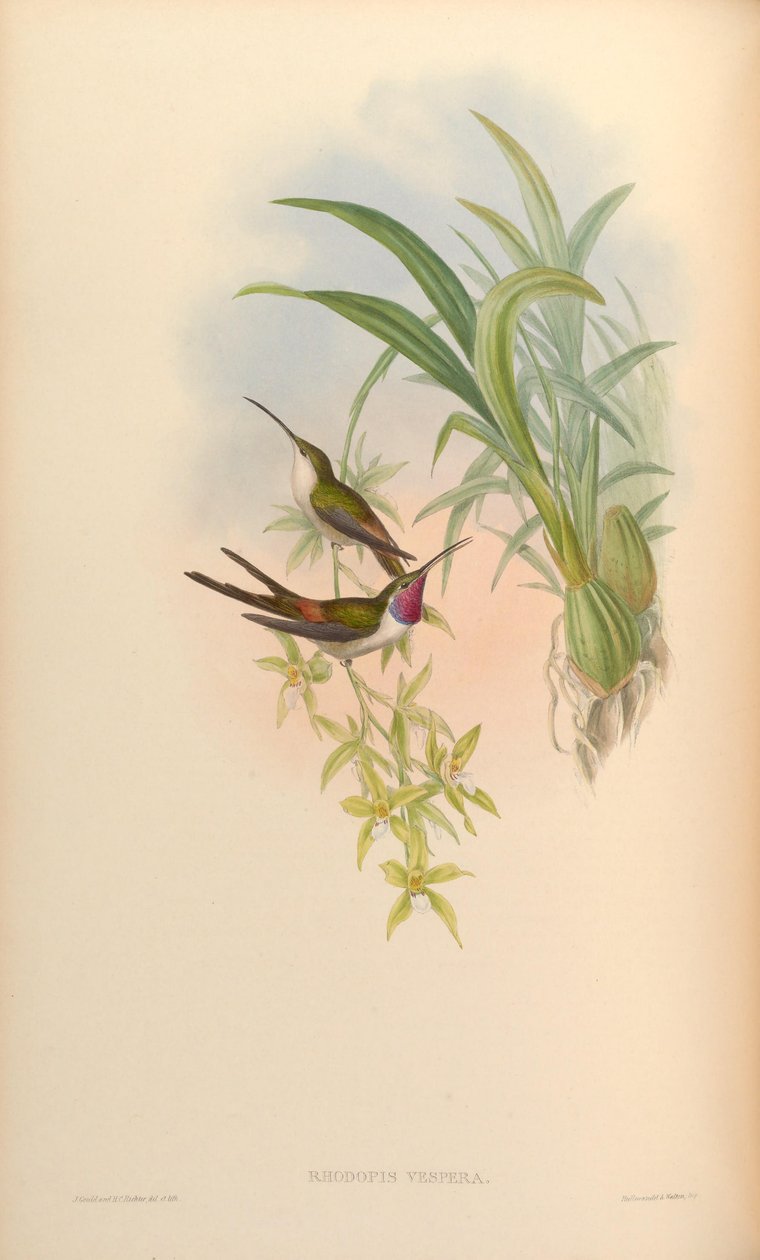 Rhodopis vesper alkotó: John Gould