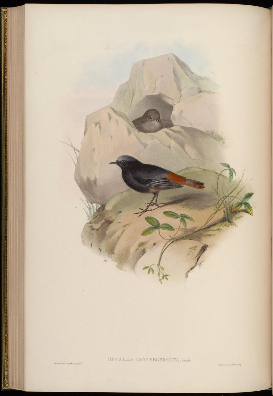 Ruticilla erythroprocta = Phoenicurus ochruros alkotó: John Gould