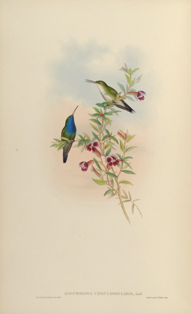 Sapphironia caeruleogularis = Lepidopyga caeruleogularis alkotó: John Gould